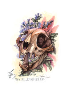 a cat skull painted in watercolor with catnip flowers in the background